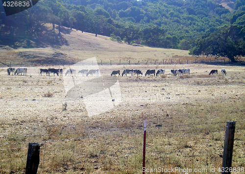 Image of Cows grazing.