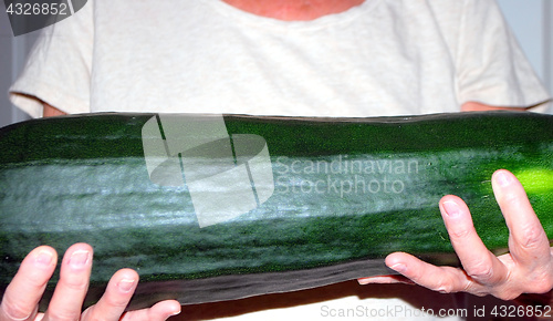 Image of Oversize zucchini.
