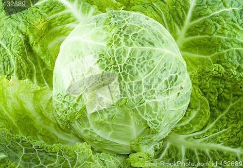 Image of Cabbage