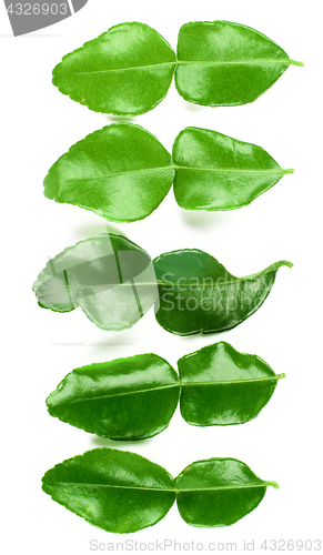 Image of Kaffir Lime Leafs