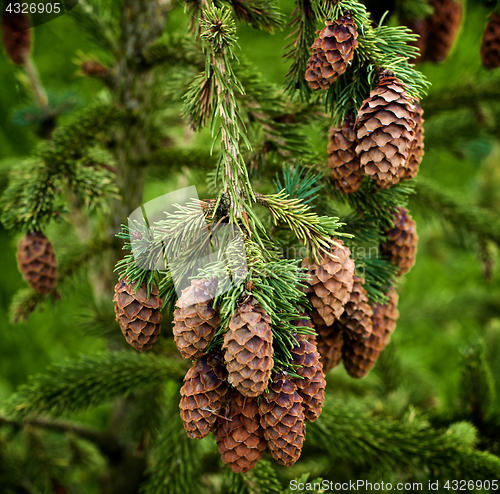 Image of Spruce Branch With Cones