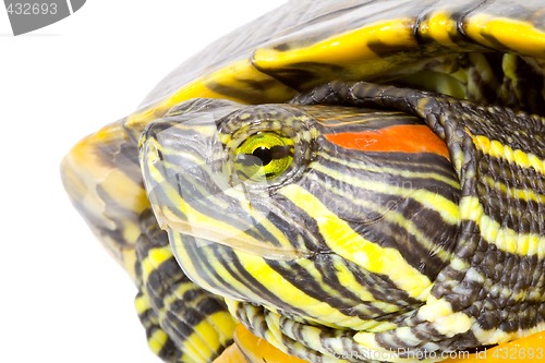 Image of Pseudemys scripta elegans