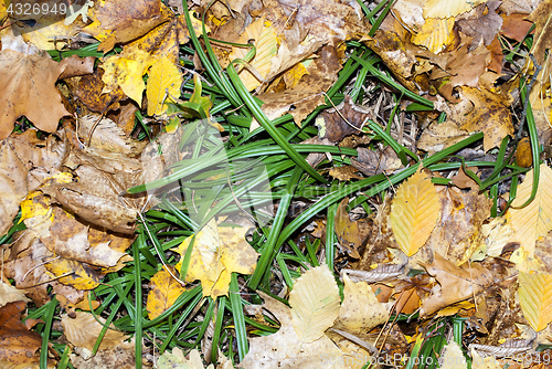 Image of autumn leaves and green grass