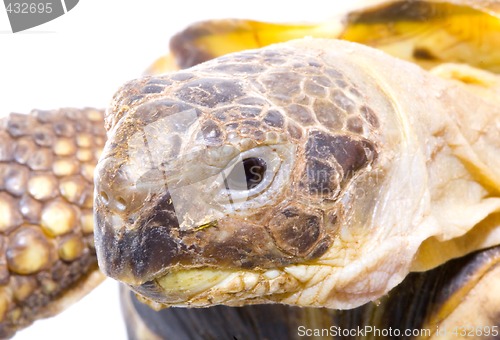 Image of Testudo horsfieldi