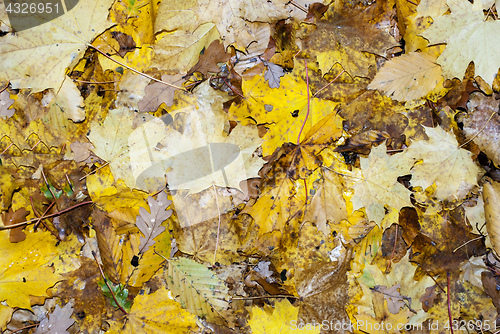 Image of different autumn leaves