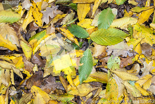 Image of different leaves of trees