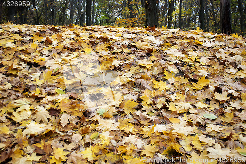 Image of yellow leaves on the hill