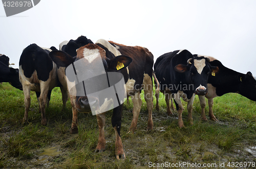 Image of Cattles at Desa Dairy Farm Kundasang