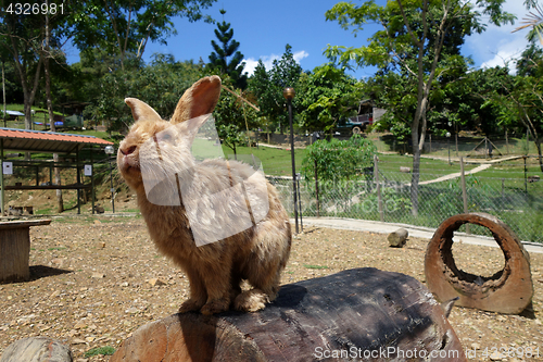 Image of Cute rabbit in outdoor