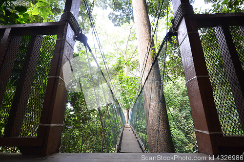 Image of Poring Treetop Canopy Walk