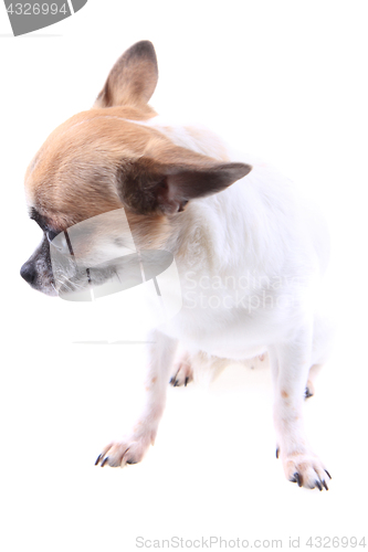 Image of chihuahua is resting