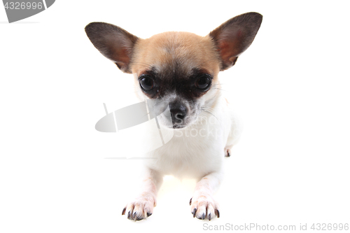 Image of chihuahua is resting
