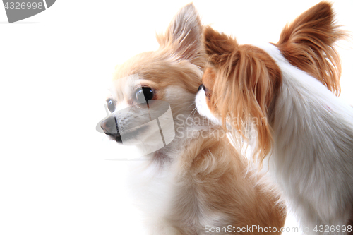 Image of two chihuahua is resting