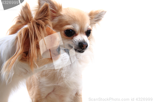 Image of two chihuahua is resting