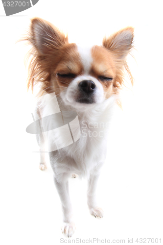 Image of chihuahua is resting