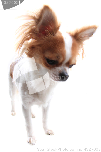 Image of chihuahua is resting