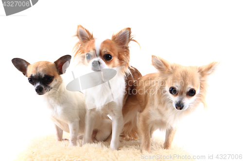 Image of three chihuahua is resting