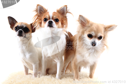 Image of three chihuahua is resting