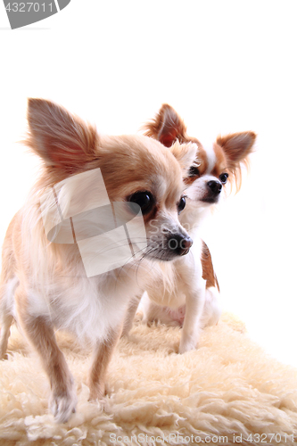 Image of two chihuahua is resting