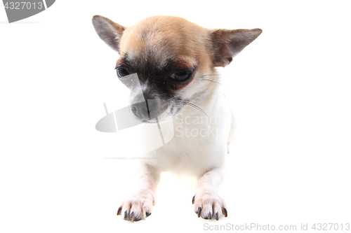Image of chihuahua is resting