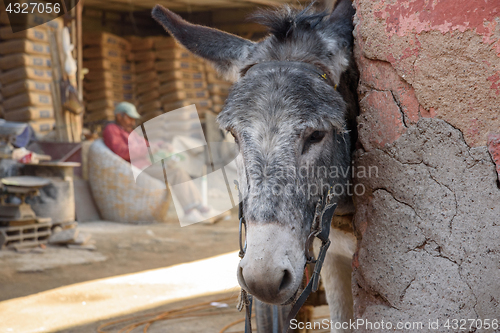 Image of Donkey in Marrakesh, Morocco