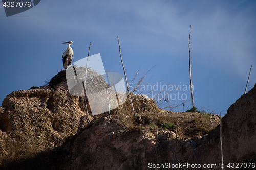 Image of Stork in Meknes - one of the four Imperial cities of Morocco