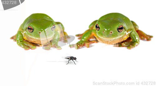 Image of two green tree frogs and a fly