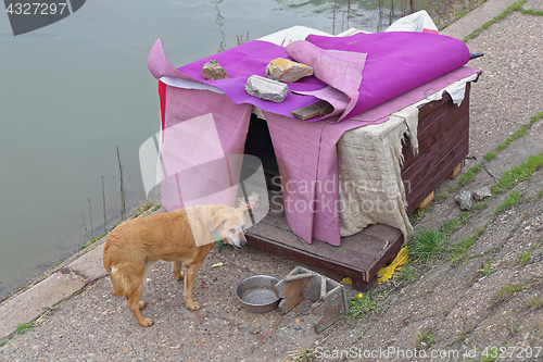 Image of Stray Dog House