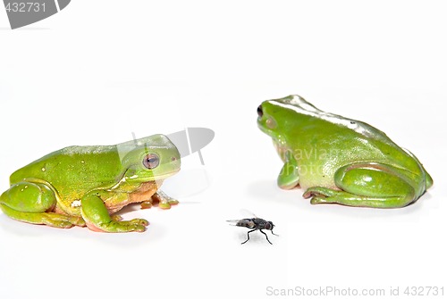 Image of two green tree frogs and a fly