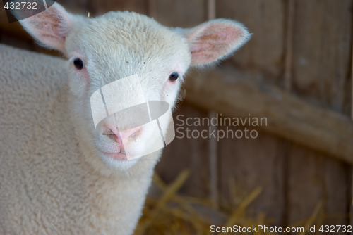 Image of cute lamb