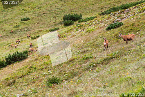 Image of Tatra chamois in Hight Tatras
