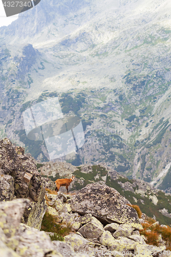 Image of Tatra chamois in Hight Tatras