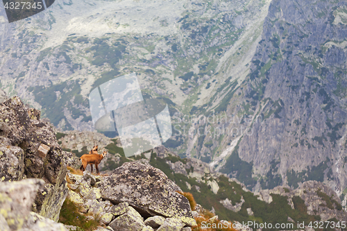 Image of Tatra chamois in Hight Tatras