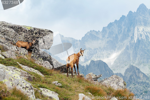 Image of Tatra chamois in Hight Tatras