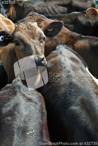 Image of calves in a feedlot