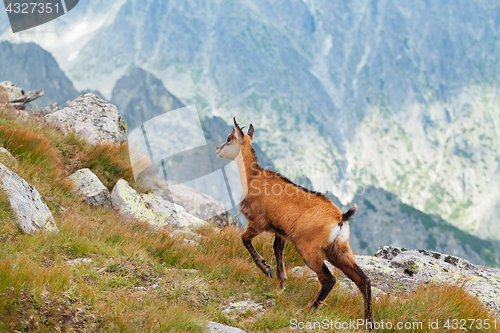 Image of Tatra chamois in Hight Tatras