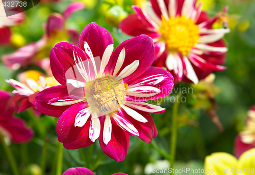 Image of bees and flowers