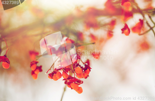 Image of spindle or euonymus branch with fruits in winter