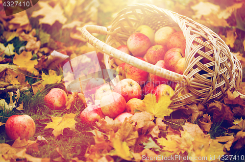 Image of wicker basket of ripe red apples at autumn garden