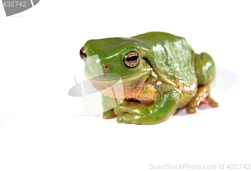 Image of green tree frog on white background