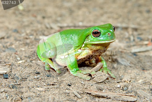 Image of litoria caerula