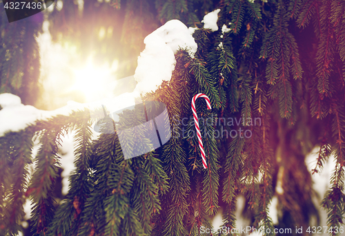 Image of candy cane christmas toy on fir tree branch