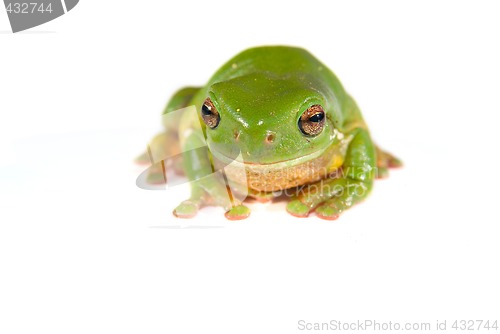 Image of green tree frog on white