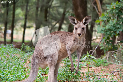 Image of eastern grey kangaroo
