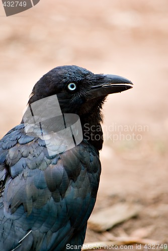 Image of australian raven