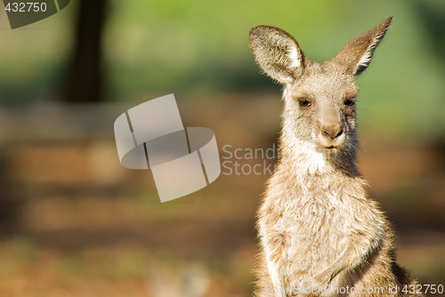 Image of eastern grey kangaroo