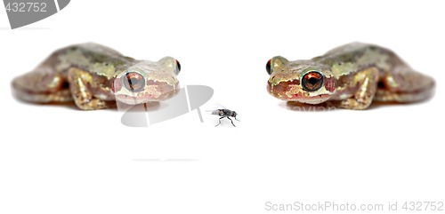 Image of two frogs one fly