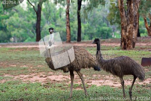 Image of two emus