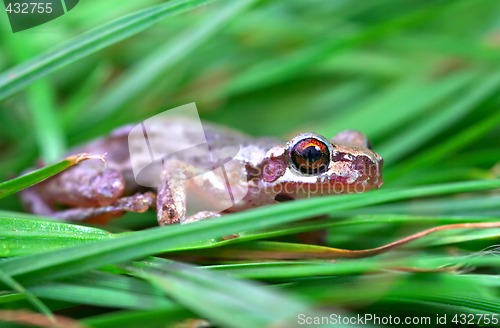 Image of hiding in the grass