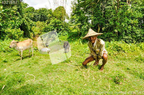 Image of Greenery in Bangladesh